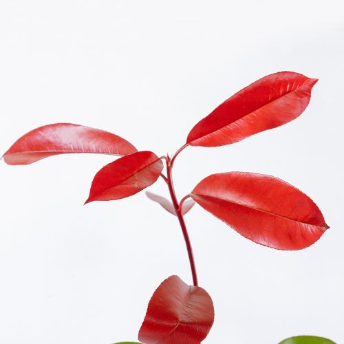 Photinia