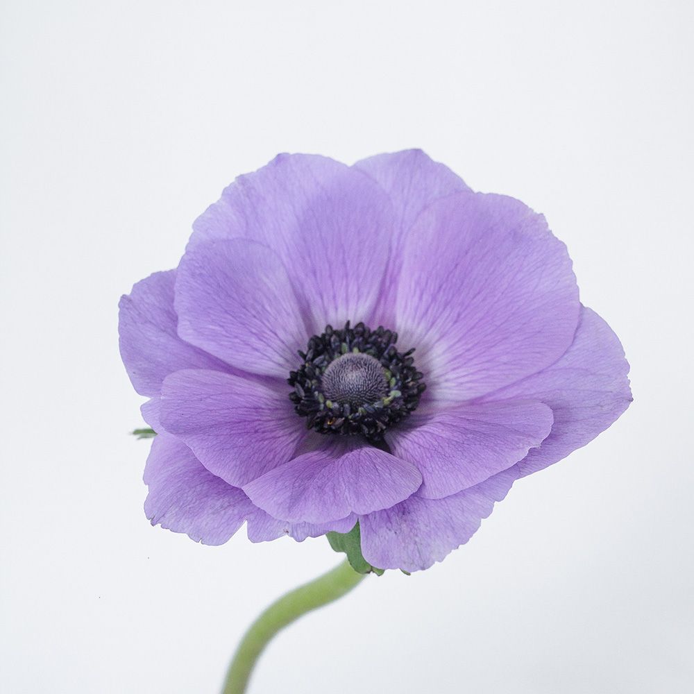 Anemones