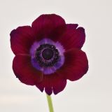 ANEMONE BURGUNDY