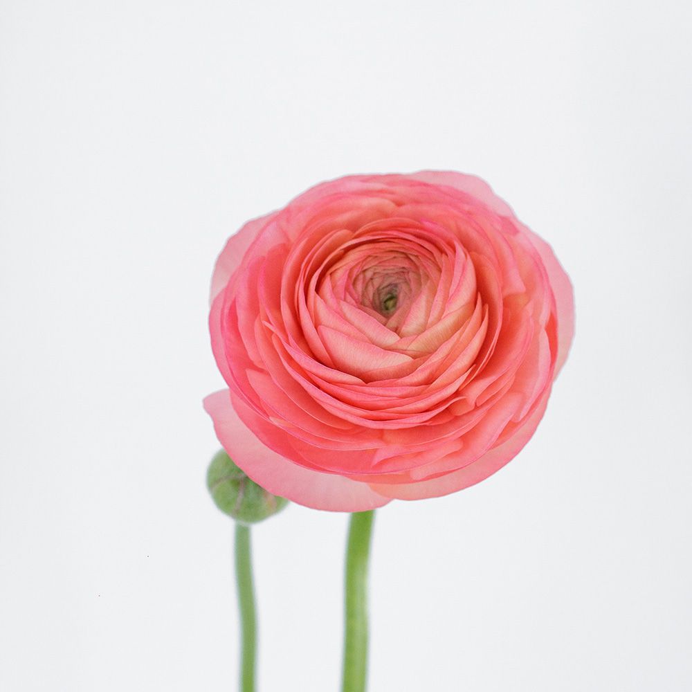 Ranunculus