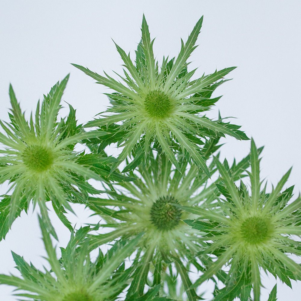 Eryngium