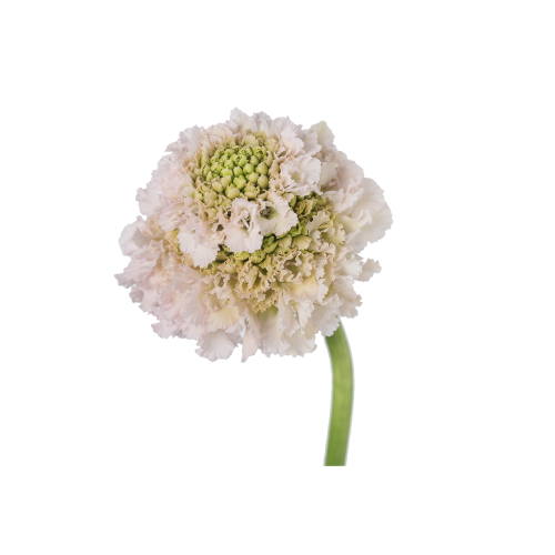 French Vanilla Scabiosa