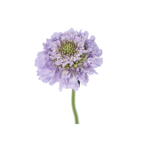 Lavander Scabiosa