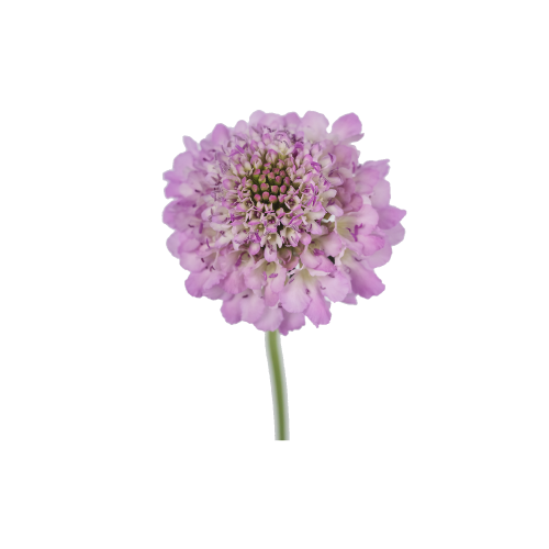 Lilac Scabiosa