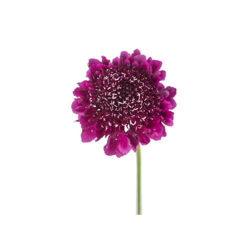 Dark Purpple Scabiosa