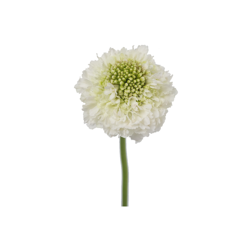 White Scabiosa