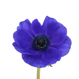 ANEMONE MISTRAL BLUE