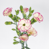 BICOLOR, PINK, CREAM, SOLOMIO, TINO, DIANTHUS