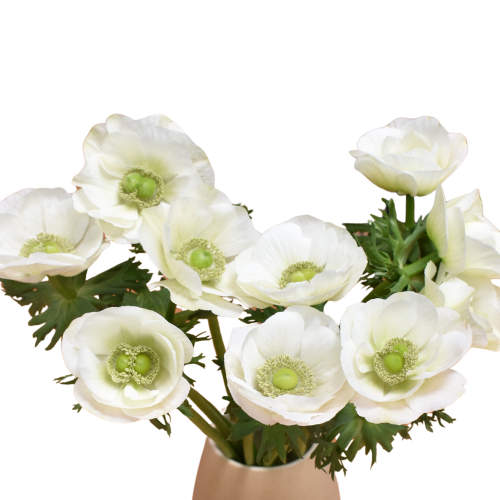 ANEMONE ALL WHITE