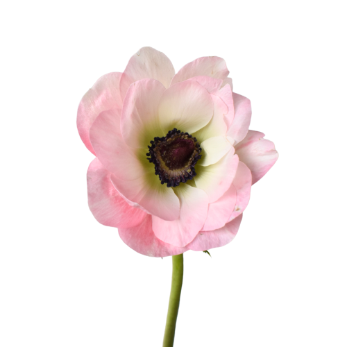 ANEMONE MISTRAL LIGHT PINK