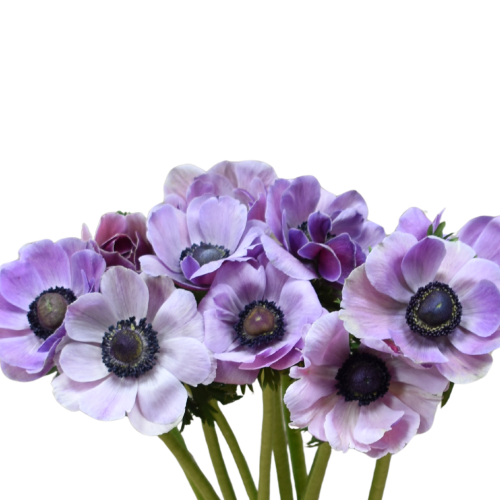ANEMONE MISTRAL SOFT PURPLE