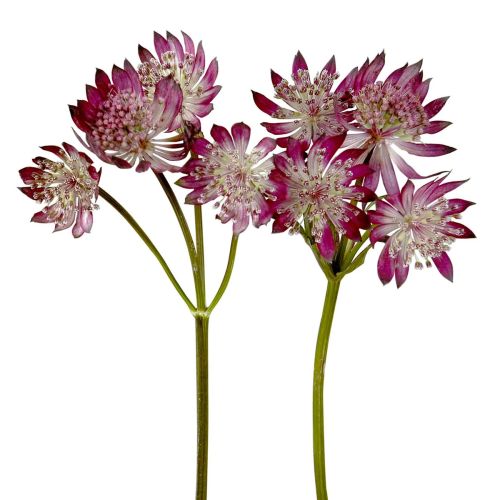 Astrantia Burgundy