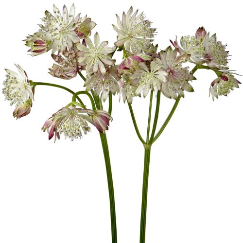 Astrantia Light Pink