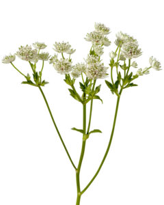 Astrantias