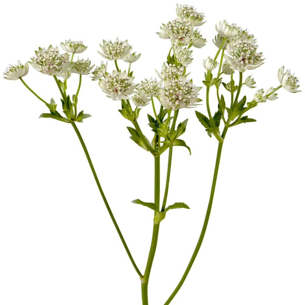 Astrantias