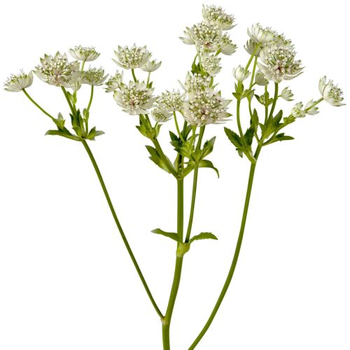 Astrantia White