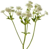 ASTRANTIA WHITE