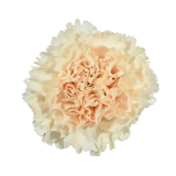 clavel sand, carnation sand, brut