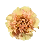 CRETA, CARNATION, CLAVEL, PEACH