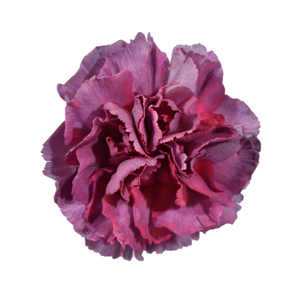 Carnations