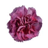 PURPLE, CLAVEL, HYPNOSIS, CARNATION PURPLE