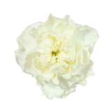 WHITE CARNATION, CLAVEL BLANCO