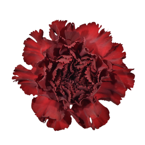 Carnation Velvet Red