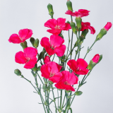 SOLOMIO, IMRE, DIANTHUS, HOT PINK