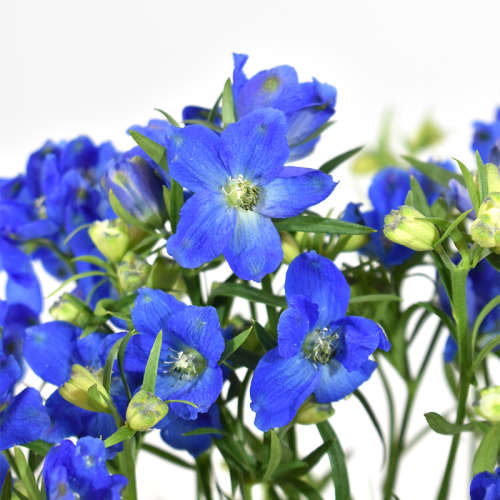 Delphinium Blue Planet