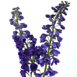 Delphinium Black Knight-