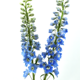 Delphinium Light Blue