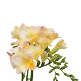 Freesia Cream