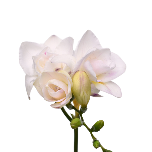 Freesia Light Lavender