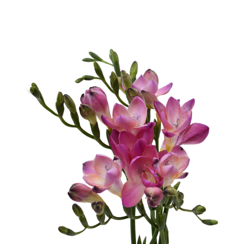 Freesia Pink