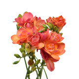 Freesia Tropical