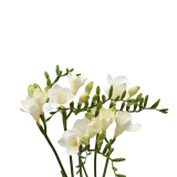 Freesia White