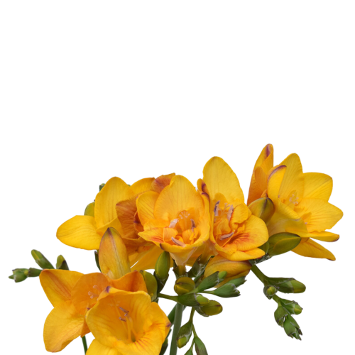 Freesia Yellow