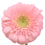 Gerbera Bellita