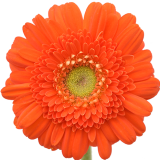 Gerbera Dorito