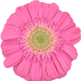 Gerbera Juna