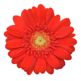 Gerbera Lipstick-