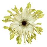 Gerbera Pastini Aroma