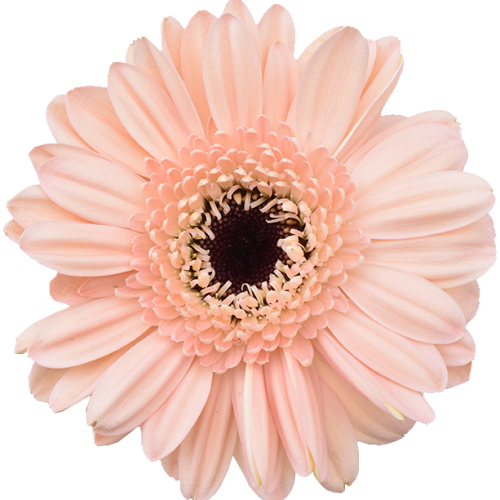 Mini Gerbera Choiz