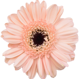 Gerbera Peach