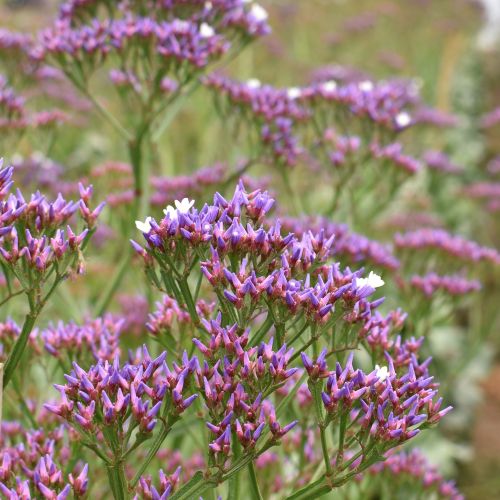 Limonium Enchanté