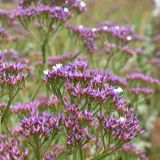 LIMONIUM ENCHANTÉ