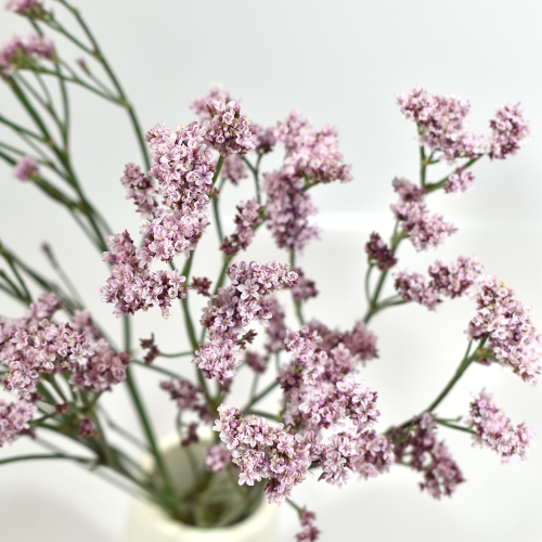 Limonium Silver Pink