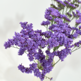 Limonium Deep Lavander