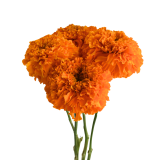 MARIGOLD ORANGE