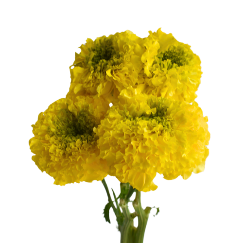 MARIGOLD YELLOW